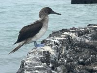 Blaufußtölpel am Frühstücksrestaurant - Hotel Isla Sol - Santa Cruz