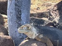 Insel Nord Seymour - Landechse