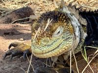 Insel Nord Seymour - Landechse