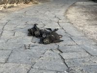 Isla Isabela - Insel Isabela - Galapagos