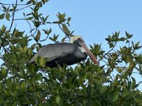 Isla Isabela - Insel Isabela - Galapagos