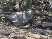 Insel Isabela - Schildkrötenzentrum