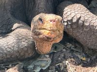 Insel Isabela - Schildkrötenzentrum