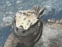 Galapagos - Isabela - Meerechse