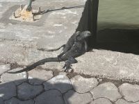 Galapagos - Isabela - Meerechse