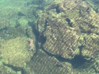 Galapagos - Isabela - Los Tuneles - Lobster