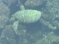 Galapagos - Isabela - Los Tuneles - Meeresschildkröte