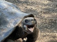 Galapagos - Insel Isabela - Schildkröte - Riesenschildkröten Aufzuchtszentrum
