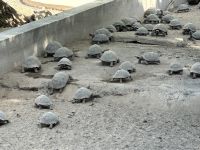 Galapagos - Insel Isabela - Schildkröte - Riesenschildkröten Aufzuchtzentrum