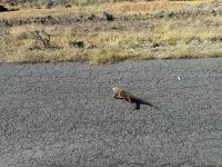Galapagos - Santa Cruz - Landechse am Flughafen