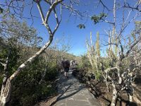 Galapagos San Cristobal - Wanderung zum Fregattvogelfelsen