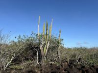 Galapagos San Cristobal - Wanderung zum Fregattvogelfelsen