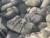 Galapagos - San Cristobal