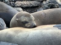 Galapagos - San Cristobal
