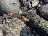 Galapagos - Insel Lobos