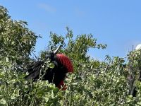 Galapagos - Insel Lobos - Fregattvogel