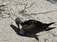 Galapagos - Insel Lobos