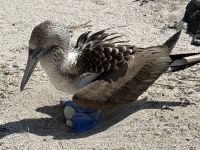 Galapagos - Insel Lobos