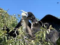 Galapagos - Insel Lobos - links Jungtier, rechts Vogelmutter