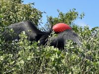 Galapagos - Insel Lobos