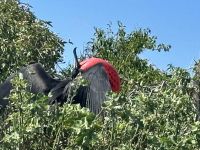 Galapagos - Insel Lobos