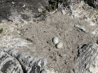 Galapagos - Insel Lobos - verlassene Blaufußtölpeleier