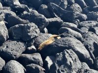 Galapagos - Insel Lobos