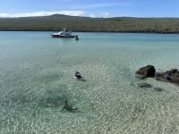 Galapagos - Insel Lobos - spielende Seelöwenjunge