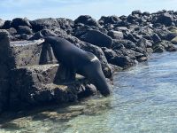 Galapagos - Insel Lobos