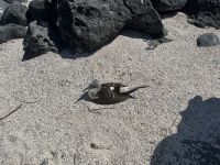 Galapagos - Insel Lobos