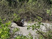 Galapagos - Insel Lobos - brütender Blaufußtölpel