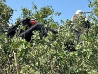 Galapagos - Insel Lobos