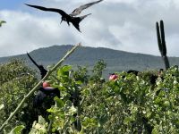 Galapagos - Insel Lobos
