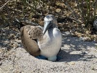 Galapagos - Insel Lobos