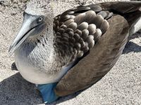 Galapagos - Insel Lobos
