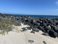 Galapagos - Insel Lobos