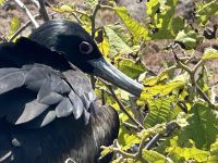 Galapagos - brütender Fregattvogel