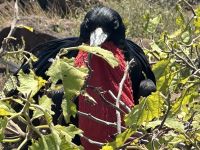 Galapagos - brütender Fregattvogel