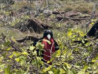 Galapagos - brütender Fregattvogel