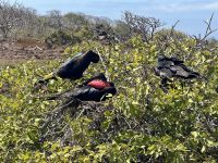 Galapagos - Fregattvögel