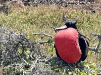 Galapagos - Fregattvogelmännchen mit rotem Kehlsack