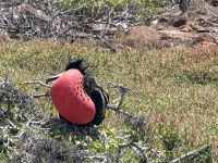Galapagos - Fregattvogelmännchen mit rotem Kehlsack