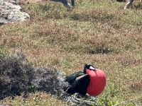 Galapagos - Fregattvogelmännchen mit rotem Kehlsack