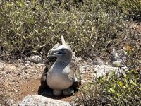 Galapagos - brütender Blaufußtölpel