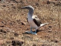 Galapagos -  Blaufußtölpel