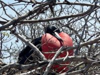 Galapagos -  Fregattvogelmännchen