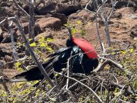 Galapagos -  Fregattvogelmännchen