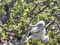 Galapagos -  Fregattvogelküken