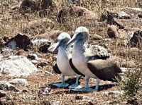 Galapagos - Blaufußtölpel