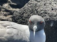 Galapagos - Gabelschwanzmöwe